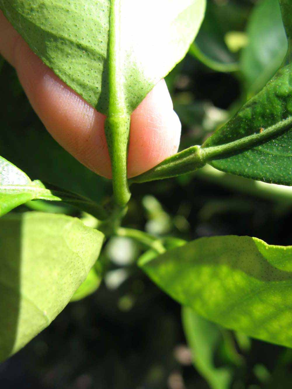              Petiole (Winter Haven, FL)       